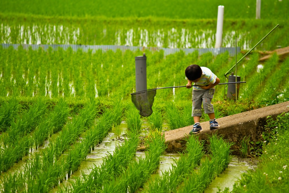 夏休みの自由研究 手間いらずで「それなり」に見せる2つのポイント