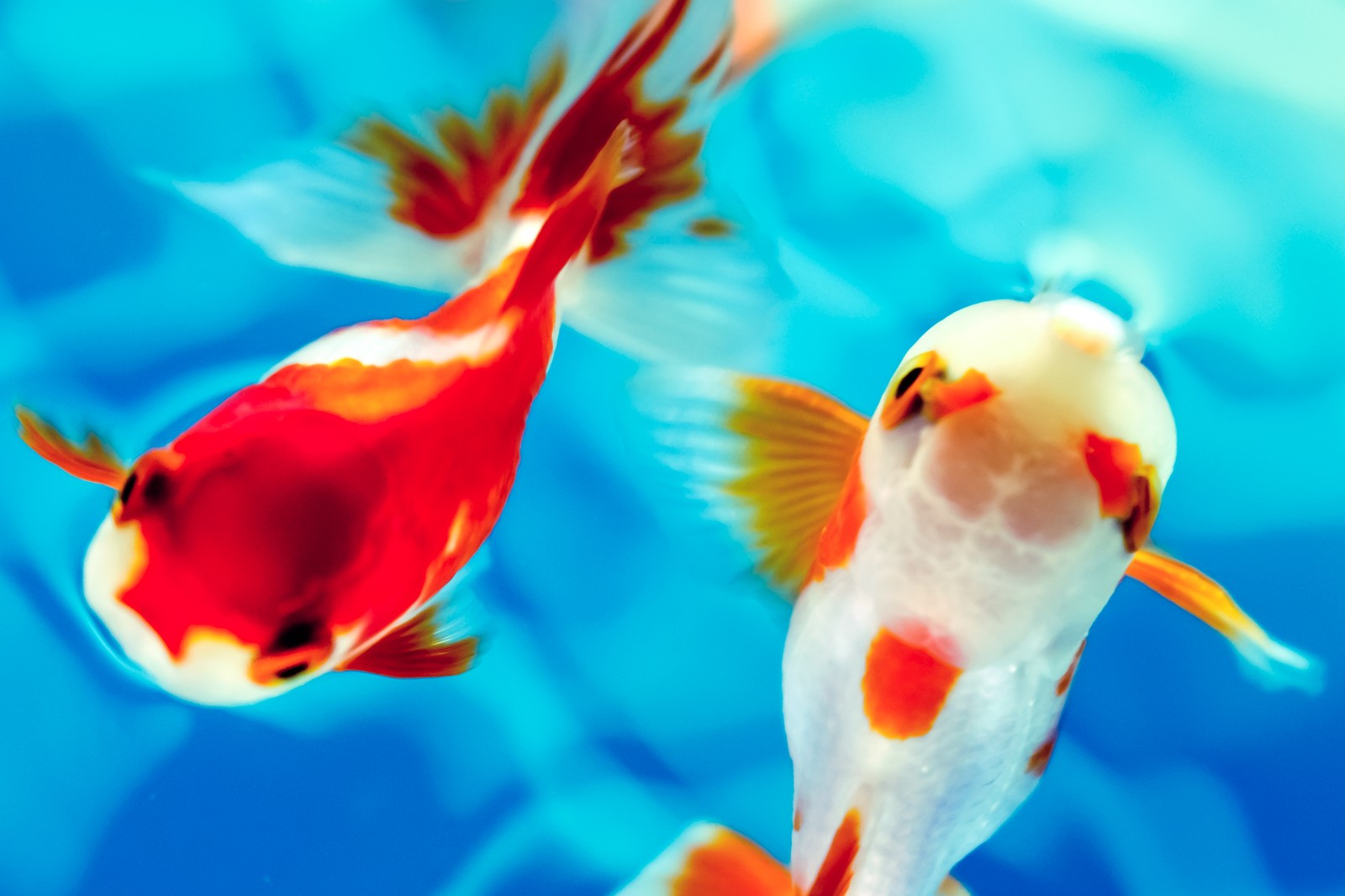 【金魚の鑑賞方】夏の風物詩「金魚」のあれこれ【武士の副業から始まった!?】
