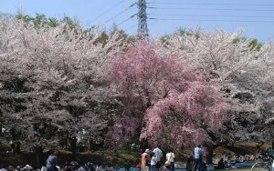 府中公園N