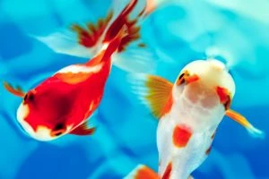 【金魚の鑑賞方】夏の風物詩「金魚」のあれこれ【武士の副業から始まった！？】