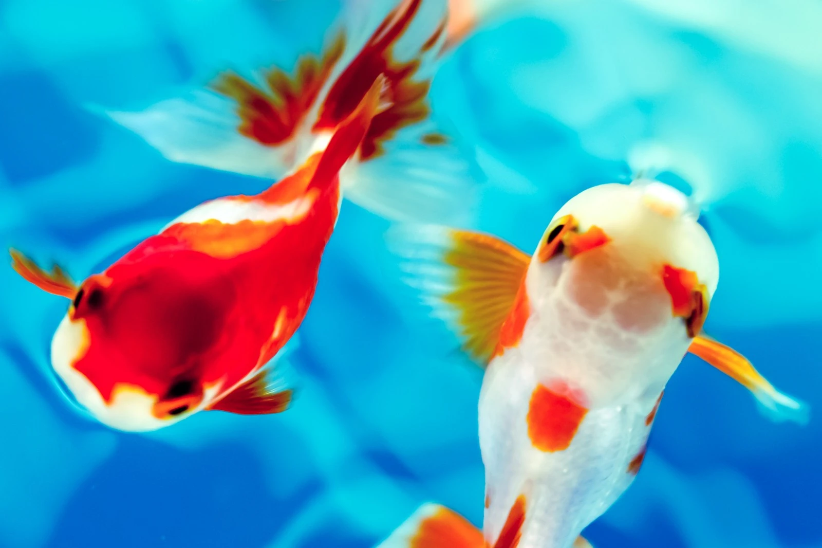 【金魚の鑑賞方】夏の風物詩「金魚」のあれこれ【武士の副業から始まった！？】