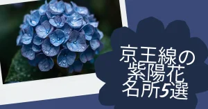 京王線の紫陽花名所5選｜八幡山から行ける世田谷＆沿線さんぽ【2026】
