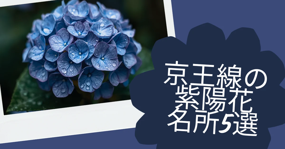京王線沿線の紫陽花名所 見頃のあじさい